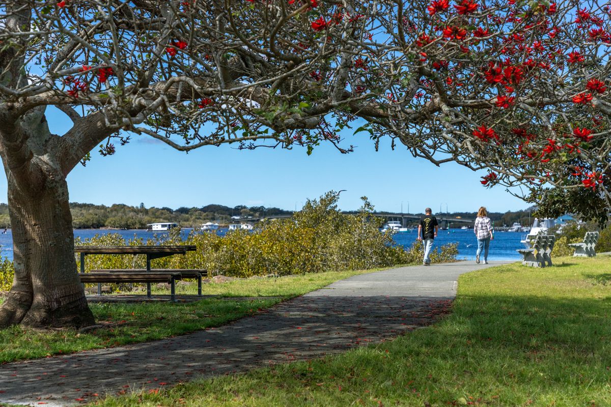 Foreshore path under a flowering coral tree, with the bridge over the Myall in the distance
